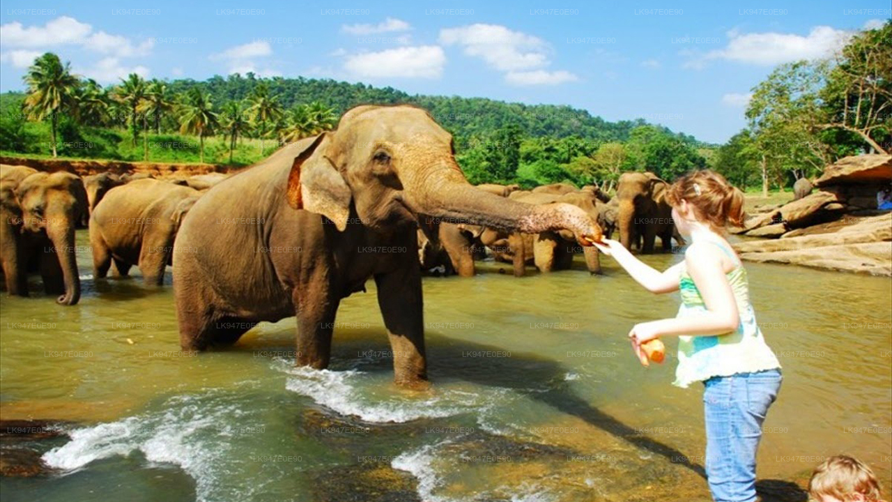 Visit Pinnawala Elephant Orphanage